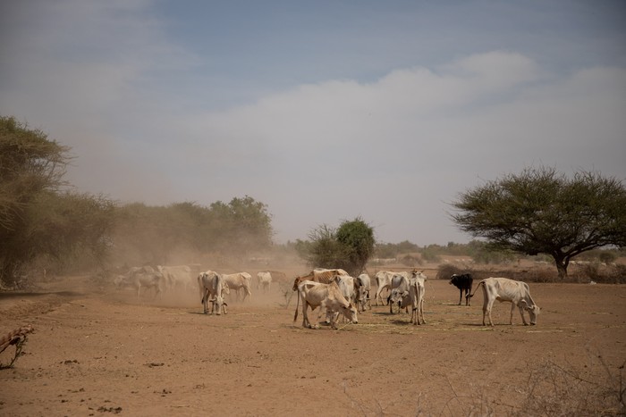 A woman looks at a carcass of a cow in the drought affected Higlo Kebele, Adadle woreda, Somali region of Ethiopia, in this undated handout photograph. Michael Tewelde/World Food Programme/Handout via REUTERS THIS IMAGE HAS BEEN SUPPLIED BY A THIRD PARTY. MANDATORY CREDIT.