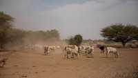 Kekeringan juga menyebar ke beberapa bagian seperti Kenya, Somalia tengah-selatan dan Eritrea.   