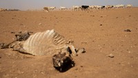 Bangkai ternak terkena dampak kekeringan di distrik Adadle, Biyolow Kebele di wilayah Somalia, Ethiopia.  