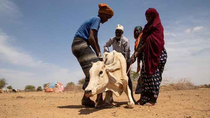 A woman looks at a carcass of a cow in the drought affected Higlo Kebele, Adadle woreda, Somali region of Ethiopia, in this undated handout photograph. Michael Tewelde/World Food Programme/Handout via REUTERS THIS IMAGE HAS BEEN SUPPLIED BY A THIRD PARTY. MANDATORY CREDIT.