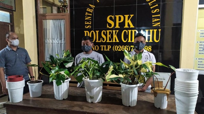 Pencuri Tanaman Hias di Sukabumi