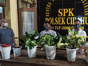 Dua Warga Bogor Curi Tanaman Hias Rp 200 Juta di Cidahu