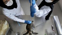Penyu sisik yang mati di pantai dilakukan otopsi di Laboratorium Pusat Konservasi Al Hefaiah, Kota Kalba. Petugas terlebih dahulu mengukur tubuh penyu. (Kamran Jebreili/AP)