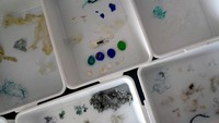 Penyu hijaulah yang cenderung memakan kantong plastik dan tali yang menyerupai ubur-ubur dan sotong. Hewan-hewan itu  juga makan potongan benda plastik lain yang mereka kira siput atau hewan invertebrata lainnya. (Kamran Jebreili/AP)