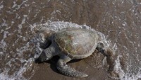 Seekor penyu terdampar di sebuah pantai Kalba. Dahulu begitu alami, kini pantai sudah tercemar dengan sampah. (Kamran Jebreili/AP)