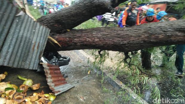 pohon tumbang di pamekasan