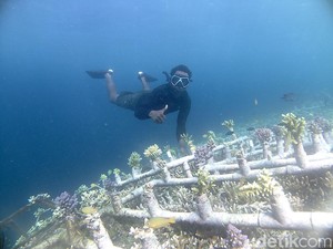 IPB Kembangkan Metode Replantasi Terumbu Karang di Raja Ampat