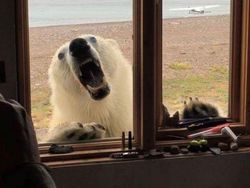 Apes Banget! Saat Keberuntungan Tak Berpihak Pada Orang-orang Ini