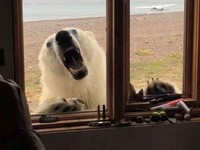 Apes Banget! Saat Keberuntungan Tak Berpihak Pada Orang-orang Ini