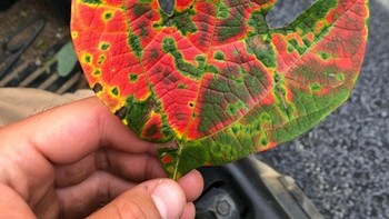 Perubahan warna daun saat musim gugur.  Foto: Reddit 