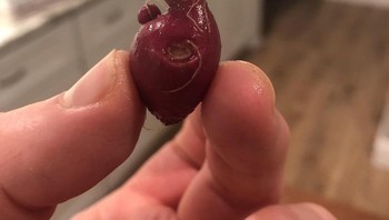 Kentang merah kecil ini mirip jantung. Foto: Reddit
