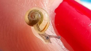 Siput kecil ini baru lahir dan memiliki badan transparan. Foto: Reddit