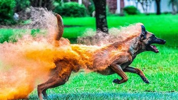 Seolah terkena api, padahal anjing ini dilumuri bedak holi. Foto: Reddit