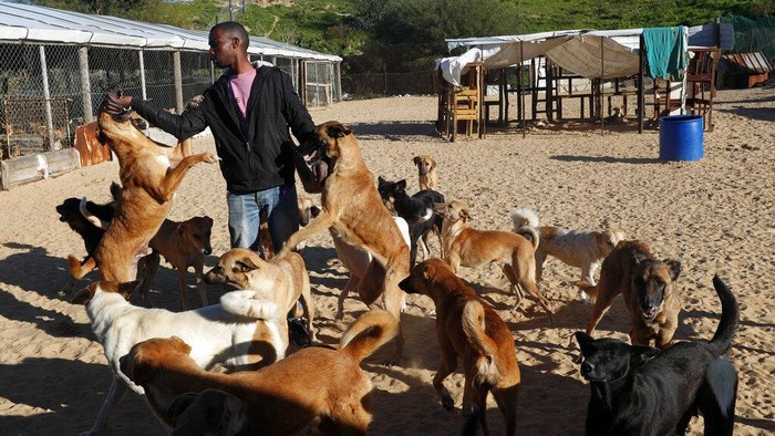 Inspiratif! Manfaatkan Mainan Bekas untuk Bantu Hewan Lumpuh Palestinian animal caretaker Said Al-Aer feeds dogs, some with paralyzed back legs using carts, at the Gaza Dog Shelter in Gaza City, Tuesday, Feb. 8, 2022. (AP Photo/Adel Hana)