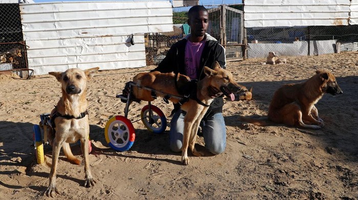 Palestinian animal caretaker Said Al-Aer feeds dogs, some with paralyzed back legs using carts, at the Gaza Dog Shelter in Gaza City, Tuesday, Feb. 8, 2022. (AP Photo/Adel Hana)