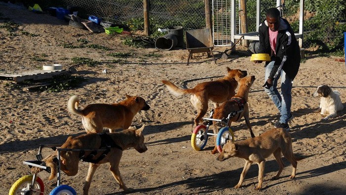 Inspiratif! Manfaatkan Mainan Bekas untuk Bantu Hewan Lumpuh Palestinian animal caretaker Said Al-Aer feeds dogs, some with paralyzed back legs using carts, at the Gaza Dog Shelter in Gaza City, Tuesday, Feb. 8, 2022. (AP Photo/Adel Hana)