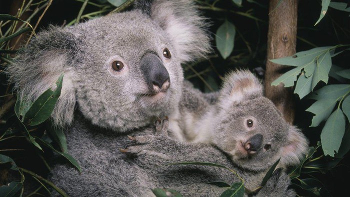 Koala ditetapkan sebagai spesies terancam punah
