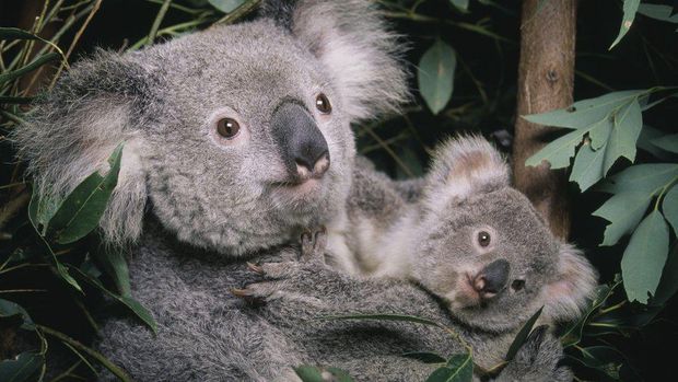 Koala ditetapkan sebagai spesies terancam punah