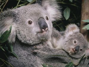 Kabar Bahagia! Kelompok Koala Baru Ditemukan di Sydney