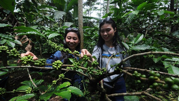 Wisata Kopi di Kaki Gunung Merbabu Barista meracik kopi untuk wisatawan di kebun kopi kaki Gunung Merbabu, Banyuanyar, Ampel, Boyolali, Jawa Tengah, Jumat (11/2/2022). Selain memperkenalkan berbagai jenis kopi yang tumbuh di daerah tersebut, wisatawan juga disuguhkan racikan kopi di kebun dengan menikmati suasana udara segar kaki Gunung Merbabu. ANTARA FOTO/Aloysius Jarot Nugroho/rwa.