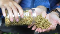 Selain memperkenalkan berbagai jenis kopi yang tumbuh di daerah tersebut, wisatawan juga disuguhkan racikan kopi di kebun dengan menikmati suasana udara segar kaki Gunung Merbabu.