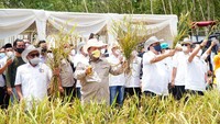 Menko Perekonomian Airlangga Hartarto menghadiri acara panen perdana tanaman padi gogo pada proyek penelitian padi gogo di Tulang Bawang Barat, Lampung.