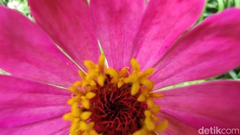 Foto Kiri.  Foto: Anggoro Suryo Jati/detikINET