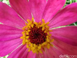 Blind Test Kamera Huawei P50 Pro vs iPhone 13 Pro, Bagus Mana?