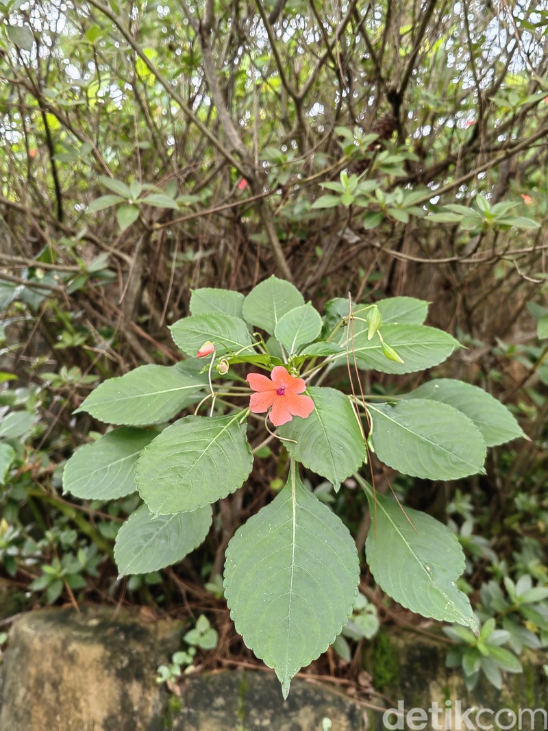 Blind test Huawei P50 Pro