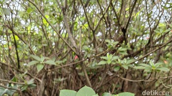 Foto Kanan. Foto: Anggoro Suryo Jati/detikINET 