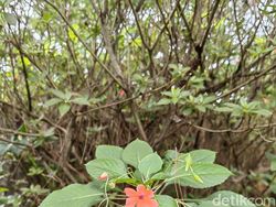 Blind Test Kamera Huawei P50 Pro vs iPhone 13 Pro, Bagus Mana?