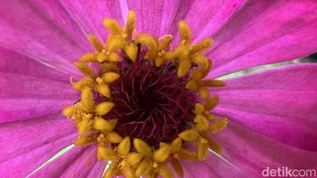 Foto Kanan. Foto: Anggoro Suryo Jati/detikINET