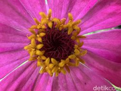 Blind Test Kamera Huawei P50 Pro vs iPhone 13 Pro, Bagus Mana?