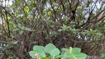 Foto Kiri. Foto: Anggoro Suryo Jati/detikINET 