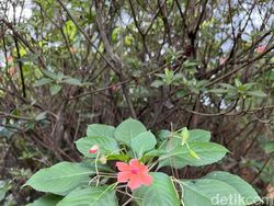 Blind Test Kamera Huawei P50 Pro vs iPhone 13 Pro, Bagus Mana?