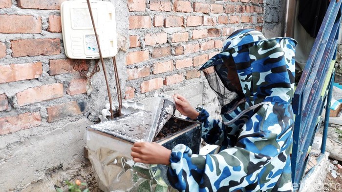 Bocah Sukabumi Ini Sukses Budidaya Lebah Itama Nevan Daniel (13) asal Sukabumi ini lebih memilih budidaya lebah ketimbang bermain gadget seperti teman sebayanya. Saat ini dia sudah membudidayakan kurang lebih 30 koloni lebah itama.