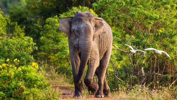 Gajah