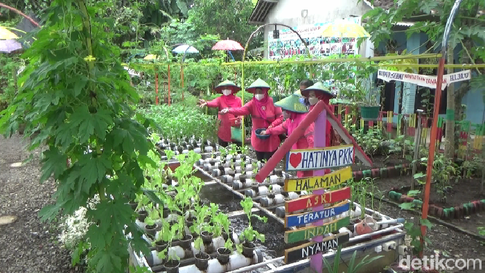 kebun desa karangsari lumajang