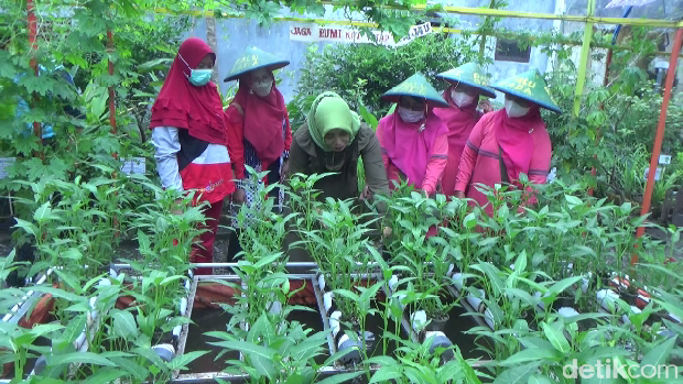 kebun desa karangsari lumajang