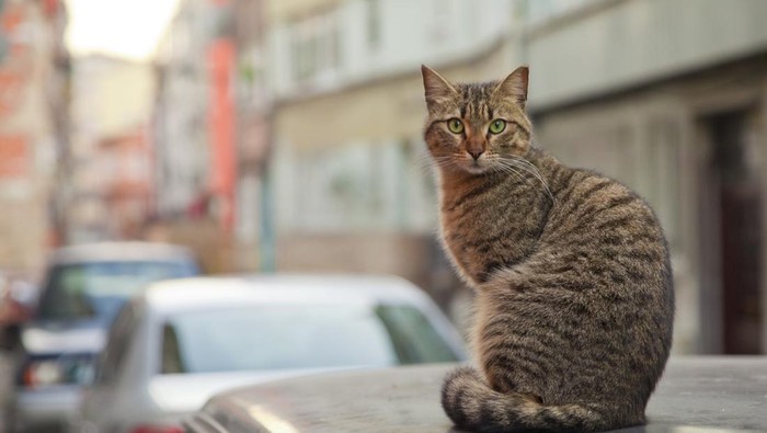 A cat poses for the camera in the streets of Istanbul with three children in the background