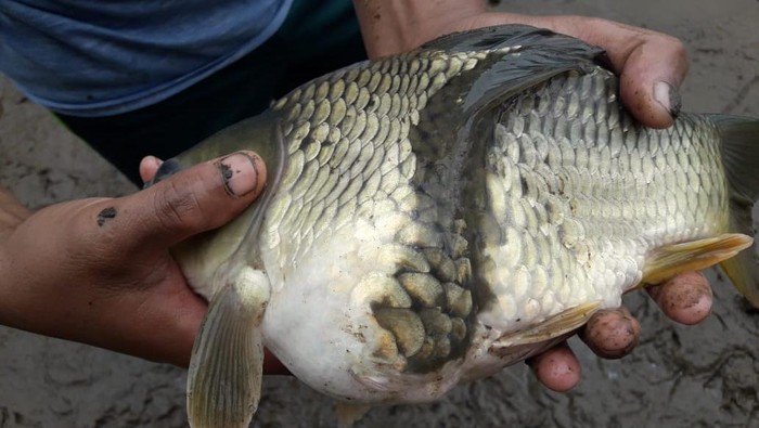 Penampakan ikan mas aneh, kepalanya satu tapi badannya dua