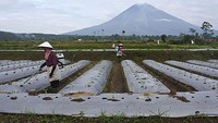 Mereka kembali menggarap lahannya pasca erupsi Gunung Semeru beberapa waktu lalu.