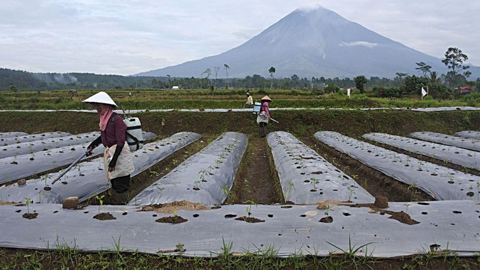 Petani mencampur pupuk untuk tanaman cabai merah dengan latar belakang Gunung Semeru di Desa Supiturang, Pronojiwo, Lumajang, Jawa Timur, Sabtu (12/2/2022). Para petani setempat mulai menggarap lahan mereka pascabencana awan panas guguran Gunung Semeru yang terjadi dua bulan lalu. ANTARA FOTO/Seno/pras.
