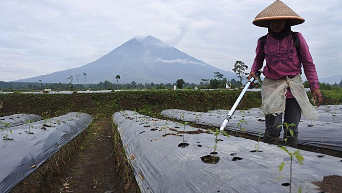 Petani mencampur pupuk untuk tanaman cabai merah dengan latar belakang Gunung Semeru di Desa Supiturang, Pronojiwo, Lumajang, Jawa Timur, Sabtu (12/2/2022). Para petani setempat mulai menggarap lahan mereka pascabencana awan panas guguran Gunung Semeru yang terjadi dua bulan lalu. ANTARA FOTO/Seno/pras.