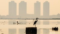 Pada pagi hari juga merupakan waktunya burung-burung air beraktivitas. Jadi, jangan lewatkan momen ini.