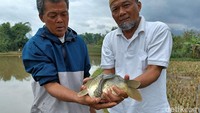 Salah satu warga Ciparay, Dodi Sopandi (56) mengatakan tidak mempunyai firasat apapun setelah menemukan ikan mas tersebut. Namun, menurutnya pada malam harinya sebeluk menemukan ikan mas tersebut sempat bermimpi sesuatu. Dodi menjelaskan, ikan mas berbadan dua tersebut ditemukan saat mencari ikan dengan menyusuri sungai Cimagung di dekat rumahnya. Setelah itu dirinya terkaget-kaget setelah menemukan ikan mas dalam kondisi tersebut.
