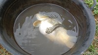 Pantauan detikcom, ikan mas memiliki berat badan sebesar 0,5 kilogram. Ikan mas tersebut memiliki kondisi badan dengan sirip dan buntut ganda. Bahkan kedua buntut dan sirip tersebut berada di bagian sisi kiri badan ikan. Saat ini ikan mas tersebut disimpan di kolam miliknya yang berukuran besar. Dodi menyimpan ikan mas tersebut disatukan bersama ikan nila, dan lain-lain