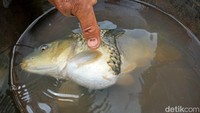 Seorang warga Ciparay, Kabupaten Bandung, menemukan ikan mas kondisi yang tidak umum. Ikan itu ditemukan dengan kondisii kepala satu namun badannya terlihat dua.
