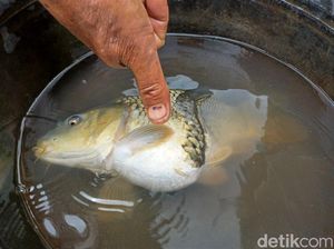 Penampakan Ikan Mas Unik Berbadan Dua Kepala Satu di Ciparay
