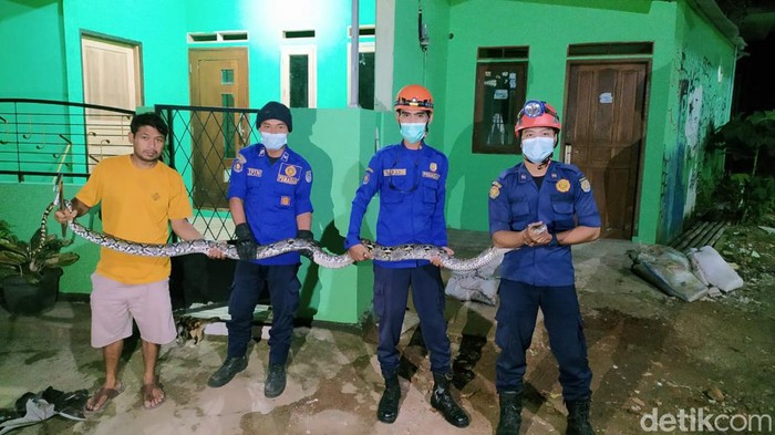 Petugas Damkar evakuasi ular sanca masuk rumah warga di Depok